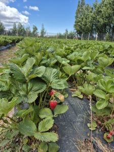 Agenda territorial: El Consejo Agrario Provincial visitó proyecto de producción de frutilla en Perito Moreno