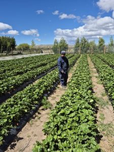 Agenda territorial: El Consejo Agrario Provincial visitó proyecto de producción de frutilla en Perito Moreno