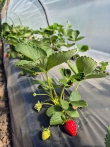 El Consejo Agrario acompaña el trabajo de los productores de Perito Moreno