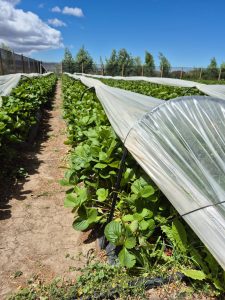 El Consejo Agrario acompaña el trabajo de los productores de Perito Moreno