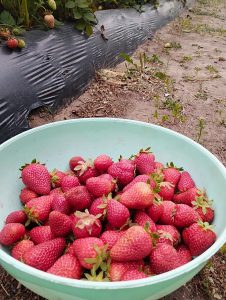 El Consejo Agrario acompaña el trabajo de los productores de Perito Moreno