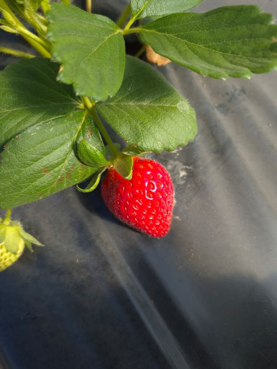 El Consejo Agrario acompaña el trabajo de los productores de Perito Moreno