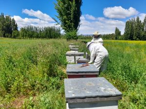 Los Antiguos: El Consejo Agrario y el SENASA realizaron relevamiento sanitario de apiarios