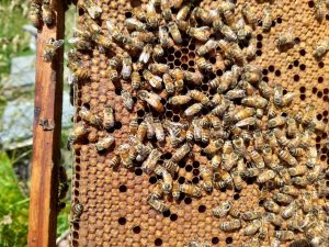 Los Antiguos: El Consejo Agrario y el SENASA realizaron relevamiento sanitario de apiarios