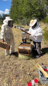 Los Antiguos: El Consejo Agrario y el SENASA realizaron relevamiento sanitario de apiarios