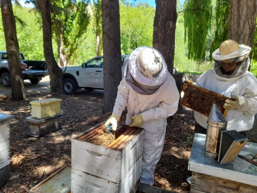 Los Antiguos: El Consejo Agrario y el SENASA realizaron relevamiento sanitario de apiarios