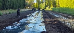 Estudiantes de Los Antiguos realizaron prácticas profesionalizantes en el Vivero Forestal del CAP