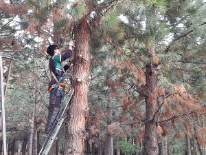 Estudiantes de Los Antiguos realizaron prácticas profesionalizantes en el Vivero Forestal del CAP
