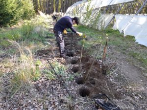 Estudiantes de Los Antiguos realizaron prácticas profesionalizantes en el Vivero Forestal del CAP