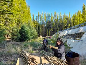 Estudiantes de Los Antiguos realizaron prácticas profesionalizantes en el Vivero Forestal del CAP