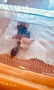 Se dio un nuevo paso para la conservación del Macá Tobiano en Santa Cruz