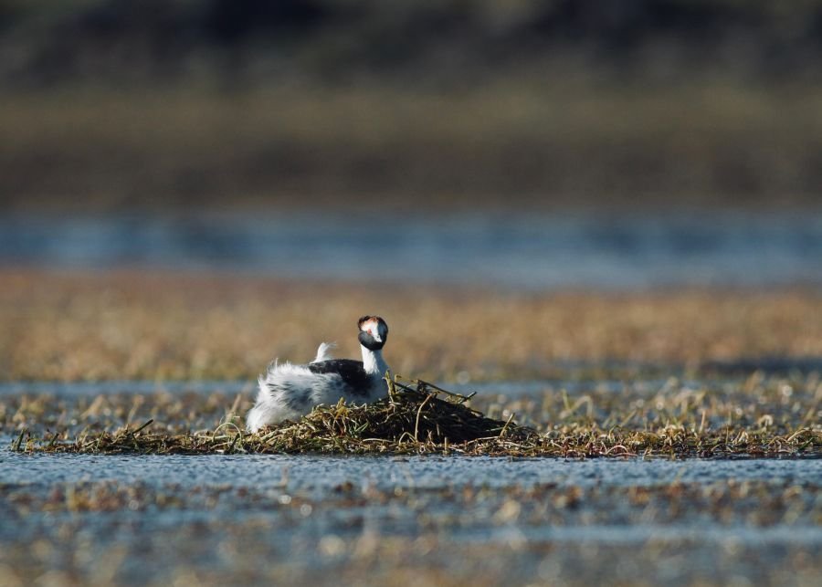Se dio un nuevo paso para la conservación del Macá Tobiano en Santa Cruz