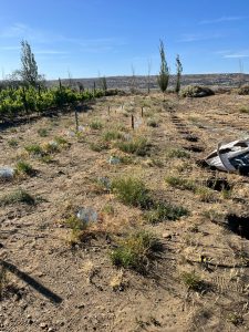El Consejo Agrario recorrió el viñedo de Caleta Olivia y destacó el acompañamiento a la producción