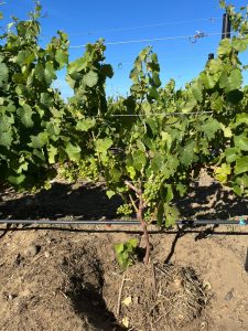 El Consejo Agrario recorrió el viñedo de Caleta Olivia y destacó el acompañamiento a la producción