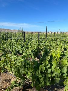 El Consejo Agrario recorrió el viñedo de Caleta Olivia y destacó el acompañamiento a la producción