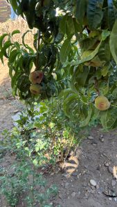 Estado presente para acompañar a quienes producen: Garay recorrió una chacra productiva en Caleta Olivia