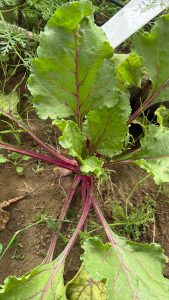 Estado presente para acompañar a quienes producen: Garay recorrió una chacra productiva en Caleta Olivia