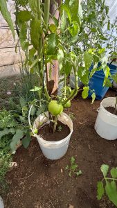 Estado presente para acompañar a quienes producen: Garay recorrió una chacra productiva en Caleta Olivia