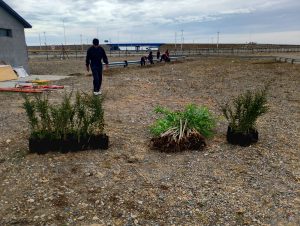 Inician la primera etapa de forestación en el predio de Santa Cruz Puede SAU