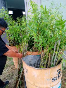 Inician la primera etapa de forestación en el predio de Santa Cruz Puede SAU