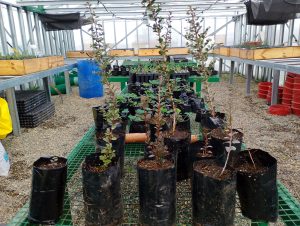 Inician la primera etapa de forestación en el predio de Santa Cruz Puede SAU