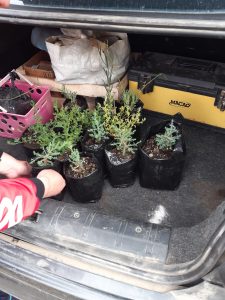 El Consejo Agrario acompañó la mejora de espacios comunitarios con entrega de plantas