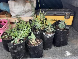 El Consejo Agrario acompañó la mejora de espacios comunitarios con entrega de plantas