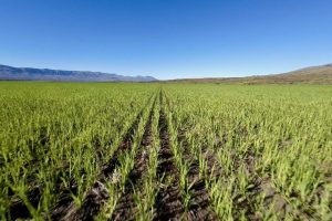 Santa Cruz fortalece la producción de granos con proyección de expansión en 2026