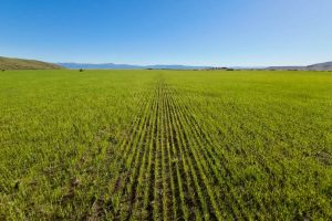 Santa Cruz fortalece la producción de granos con proyección de expansión en 2026