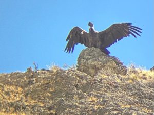 El guardián de los vientos: la historia de rescate y esperanza de Walaq