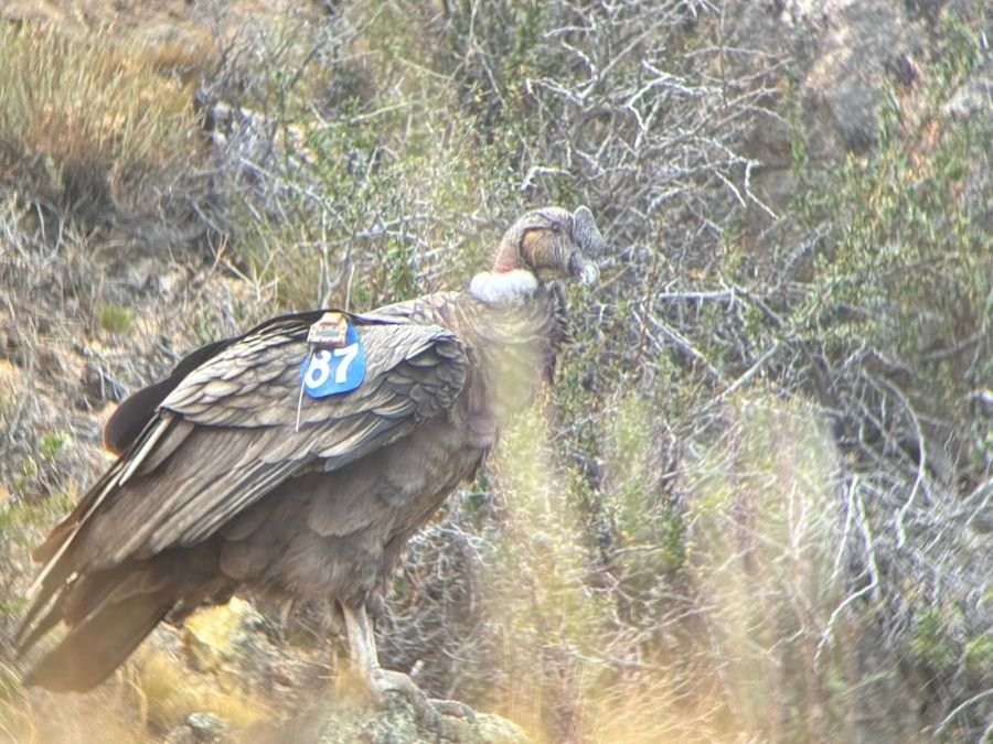 El guardián de los vientos: la historia de rescate y esperanza de Walaq