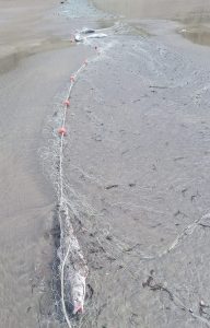 Refuerzan los operativos de fiscalización en zonas de pesca deportiva