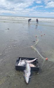 Refuerzan los operativos de fiscalización en zonas de pesca deportiva