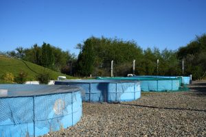 La Secretaría de Pesca recorrió la Estación Municipal de Piscicultura “Isla Pavón”