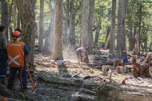 Se iniciaron las tareas de acopio de leña para el Plan Invernal 2026