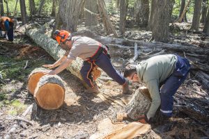 Se iniciaron las tareas de acopio de leña para el Plan Invernal 2026