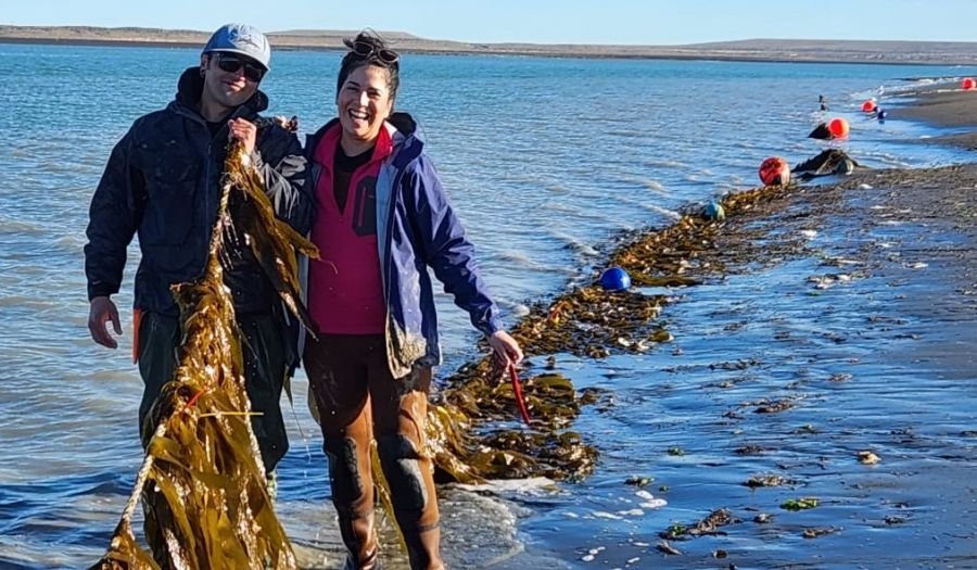 Cultivo de algas en San Julián: Crece un proyecto pionero para proteger el mar patagónico