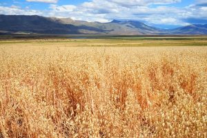 Ricci: "Cuando hay decisión política y trabajo, los resultados llegan"