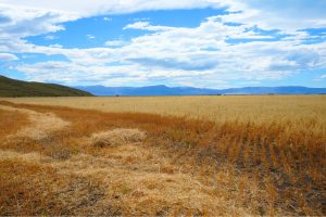 Sívori: “Queremos que estas hectáreas se multipliquen y convoquen a más productores”