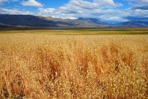 Sívori: “Queremos que estas hectáreas se multipliquen y convoquen a más productores”