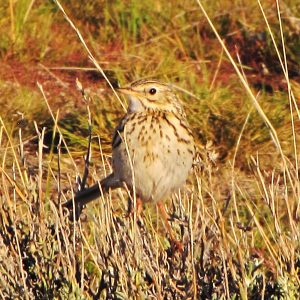 Humedales del Parque Nacional Bosques Petrificados: Son un oasis de vida en la estepa patagónica