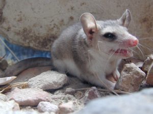 Humedales del Parque Nacional Bosques Petrificados: Son un oasis de vida en la estepa patagónica