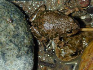 Humedales del Parque Nacional Bosques Petrificados: Son un oasis de vida en la estepa patagónica
