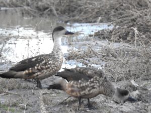 Humedales del Parque Nacional Bosques Petrificados: Son un oasis de vida en la estepa patagónica