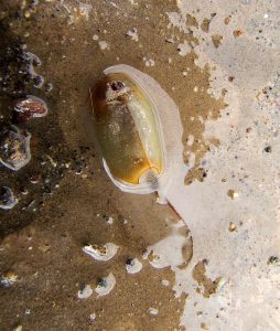 Humedales del Parque Nacional Bosques Petrificados: Son un oasis de vida en la estepa patagónica