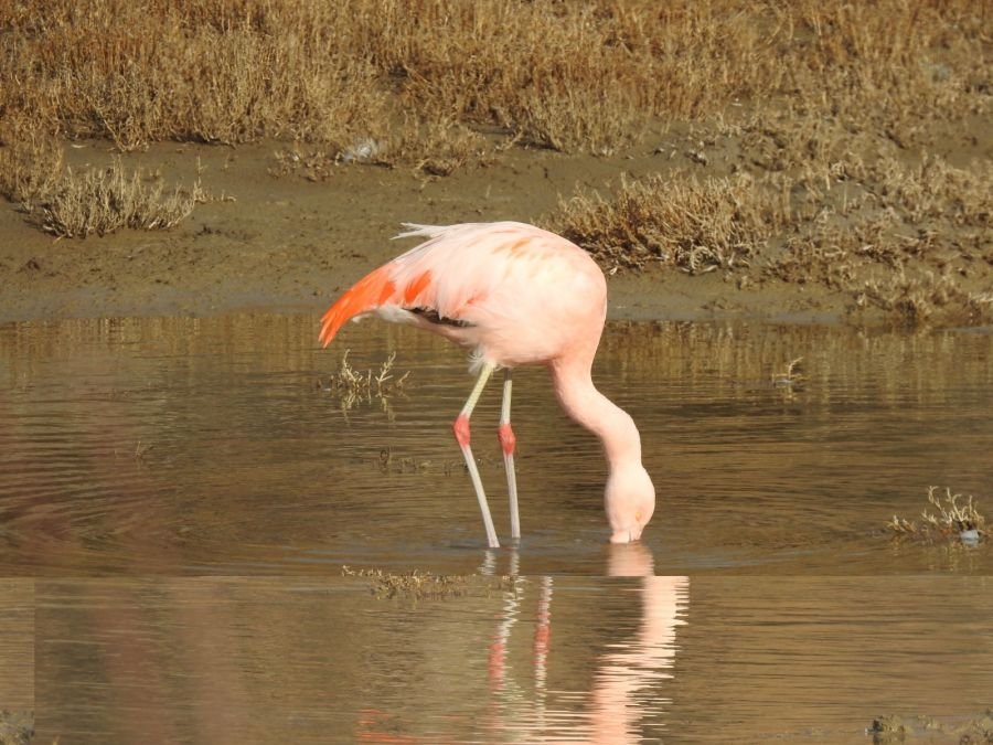 Humedales del Parque Nacional Bosques Petrificados: Son un oasis de vida en la estepa patagónica