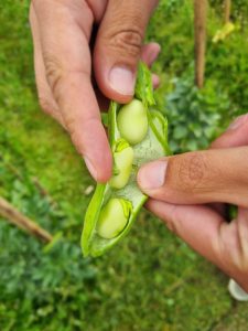 Producción local y trabajo en territorio: el CAP visita la chacra Don Pino