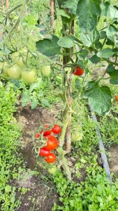 Producción local y trabajo en territorio: el CAP visita la chacra Don Pino