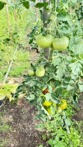 Producción local y trabajo en territorio: el CAP visita la chacra Don Pino