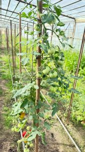 Producción local y trabajo en territorio: el CAP visita la chacra Don Pino